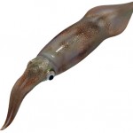 Squid